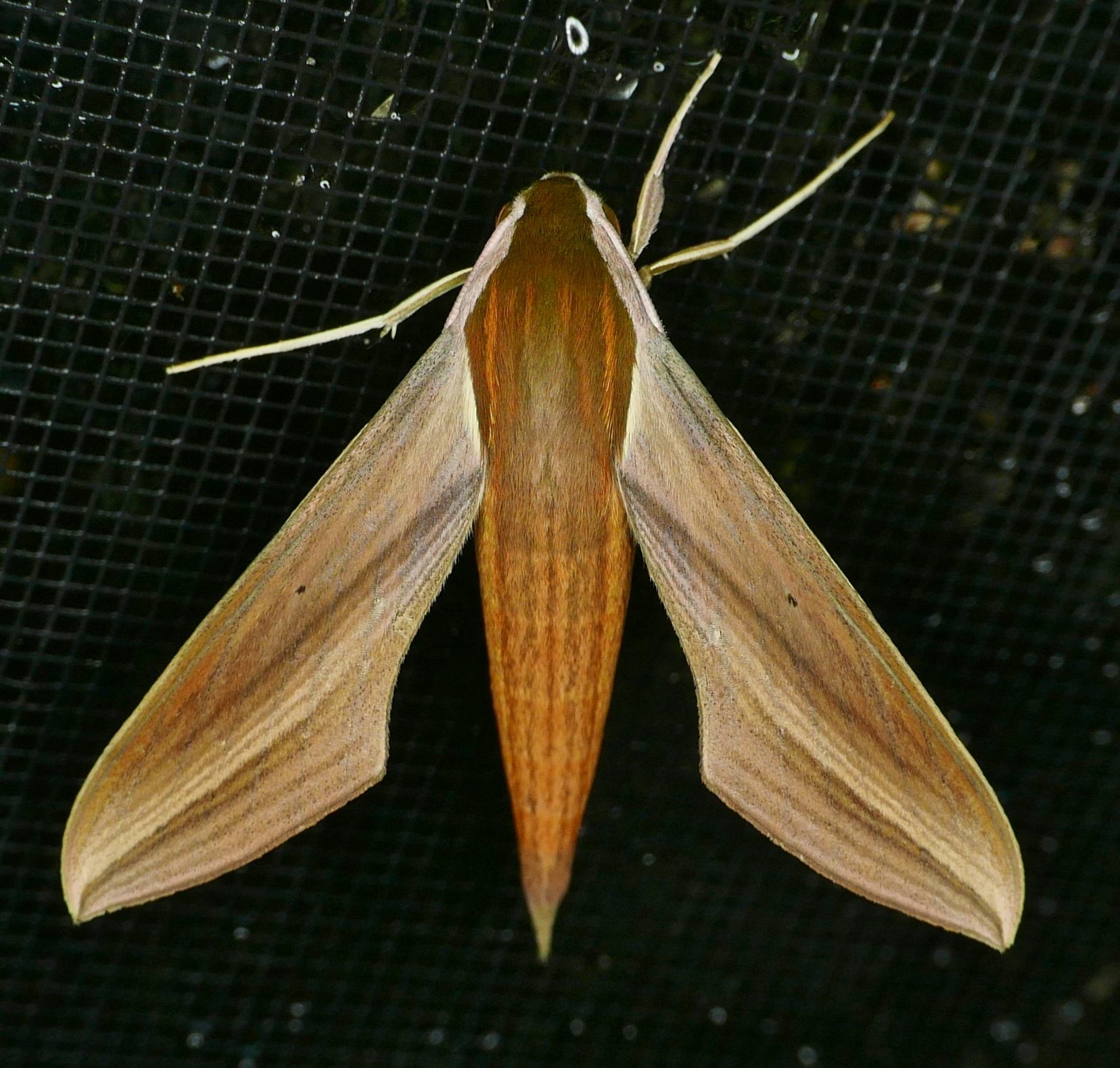 Xylophanes