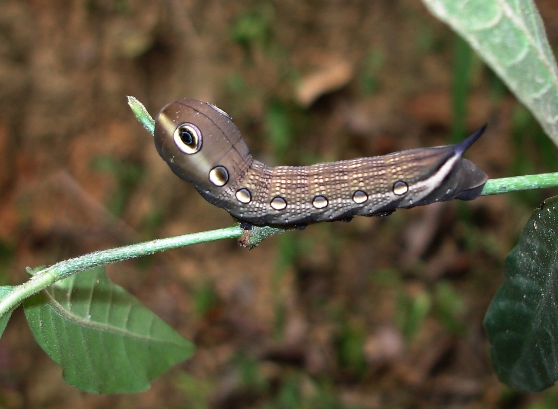 Xylophanes