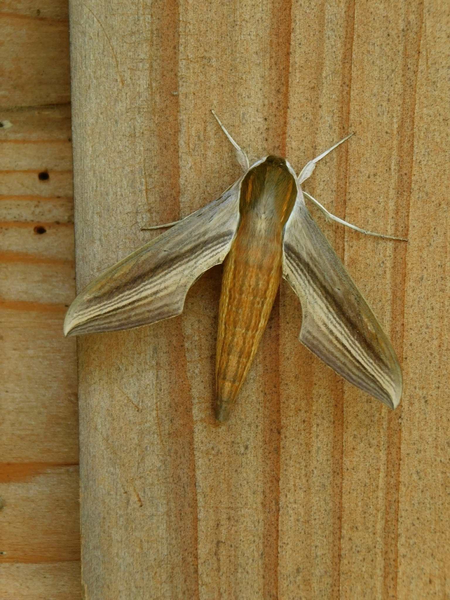Xylophanes