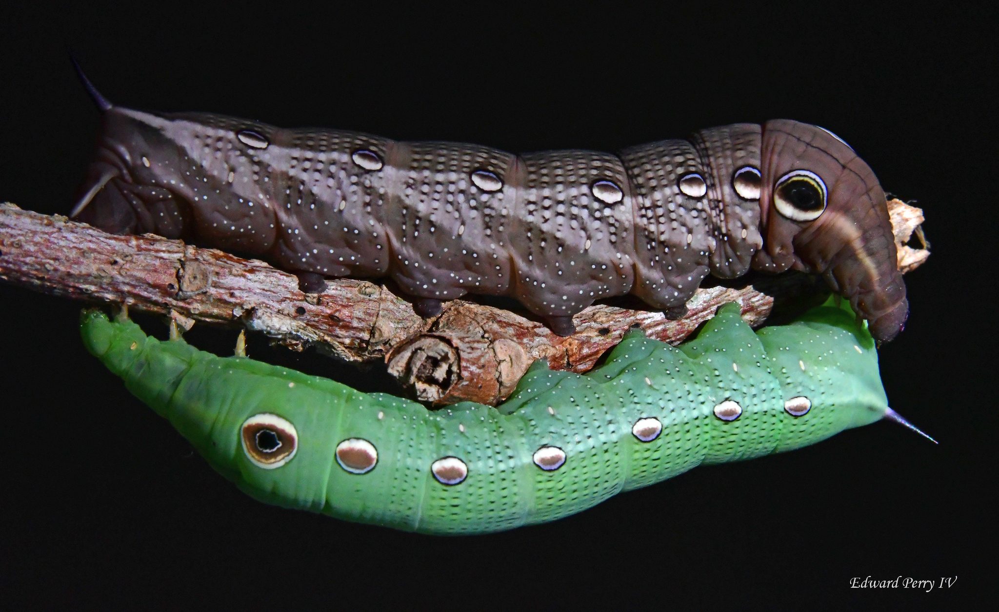 Xylophanes