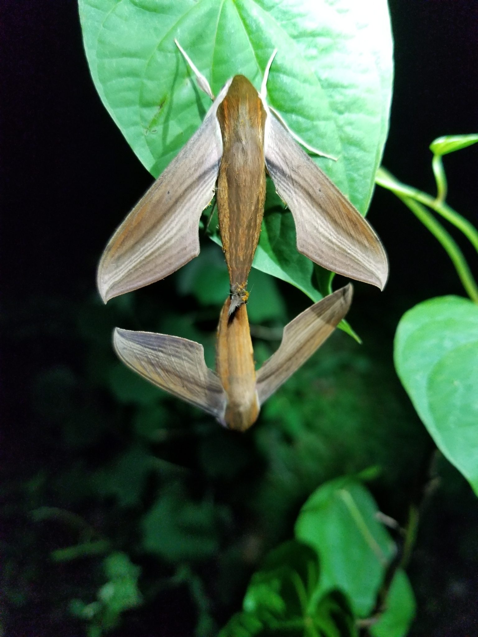 Xylophanes