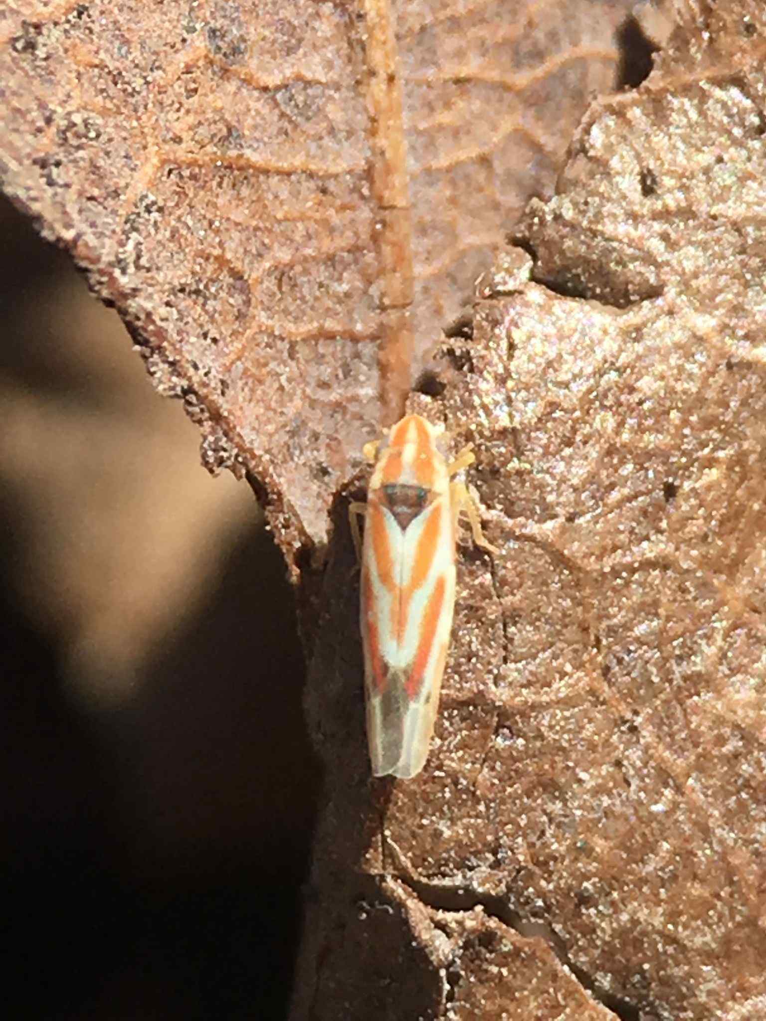 Erythridula noeva