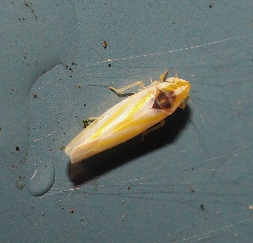 Erythridula noeva