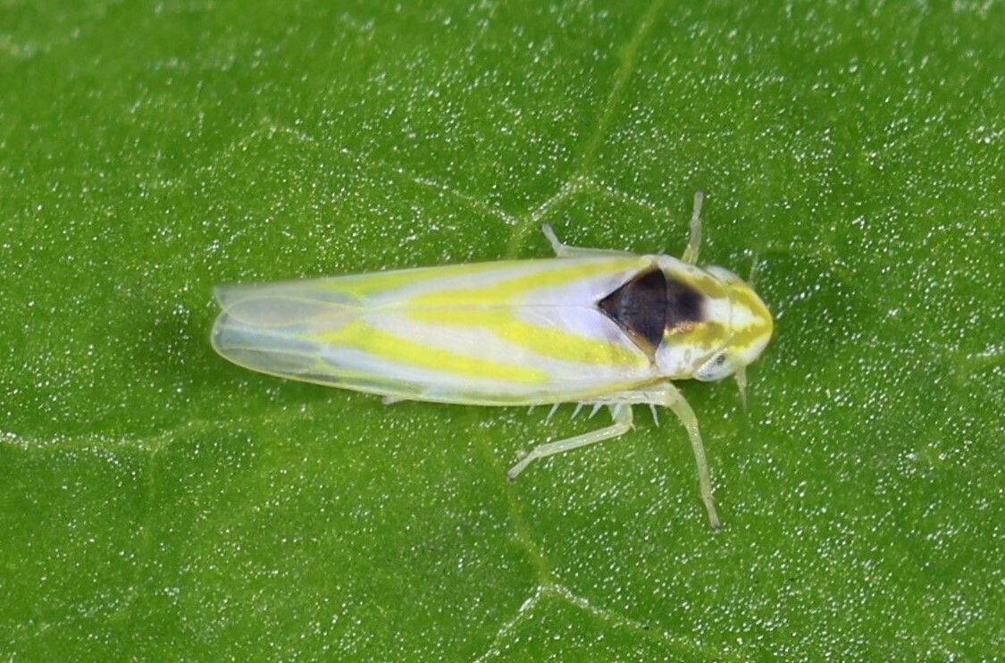 Erythridula noeva