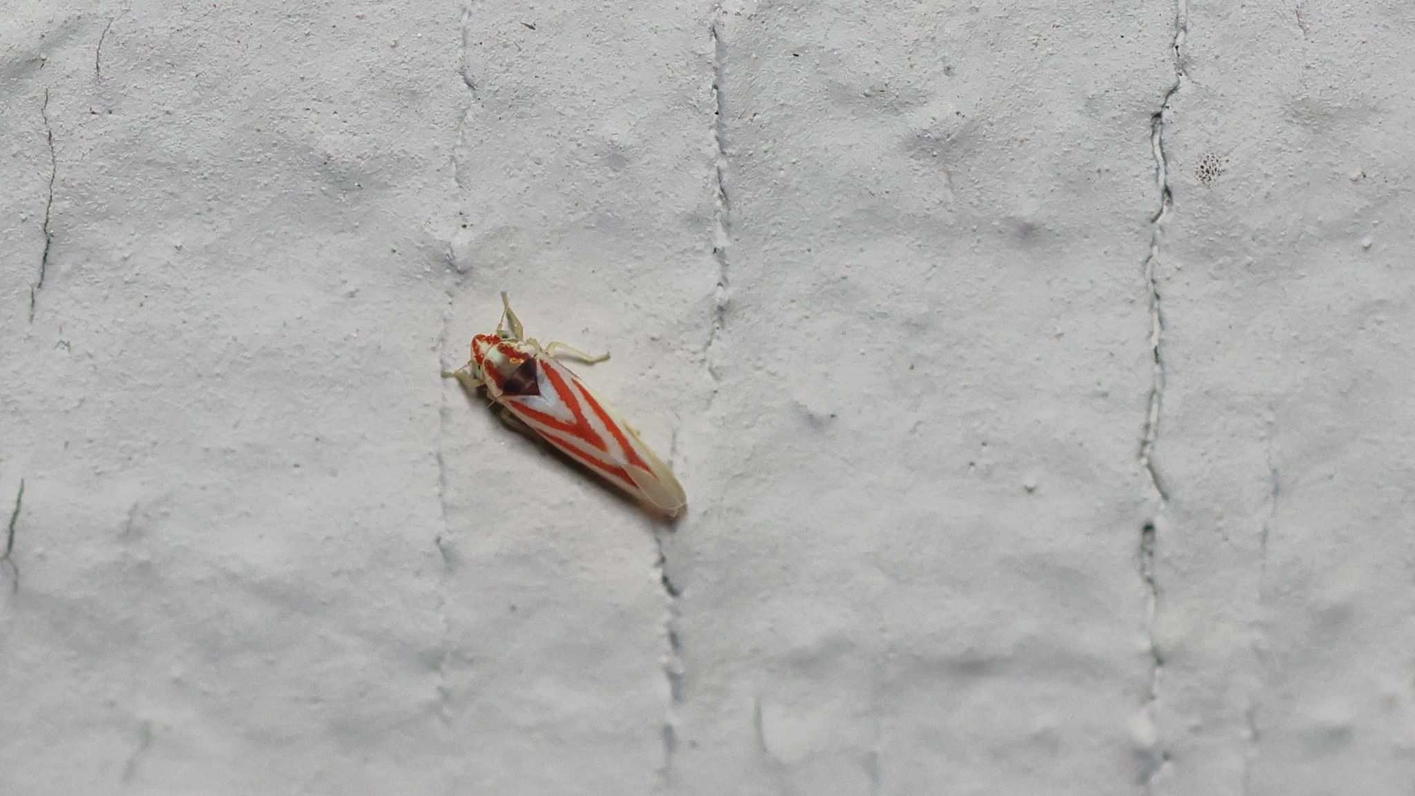Erythridula noeva