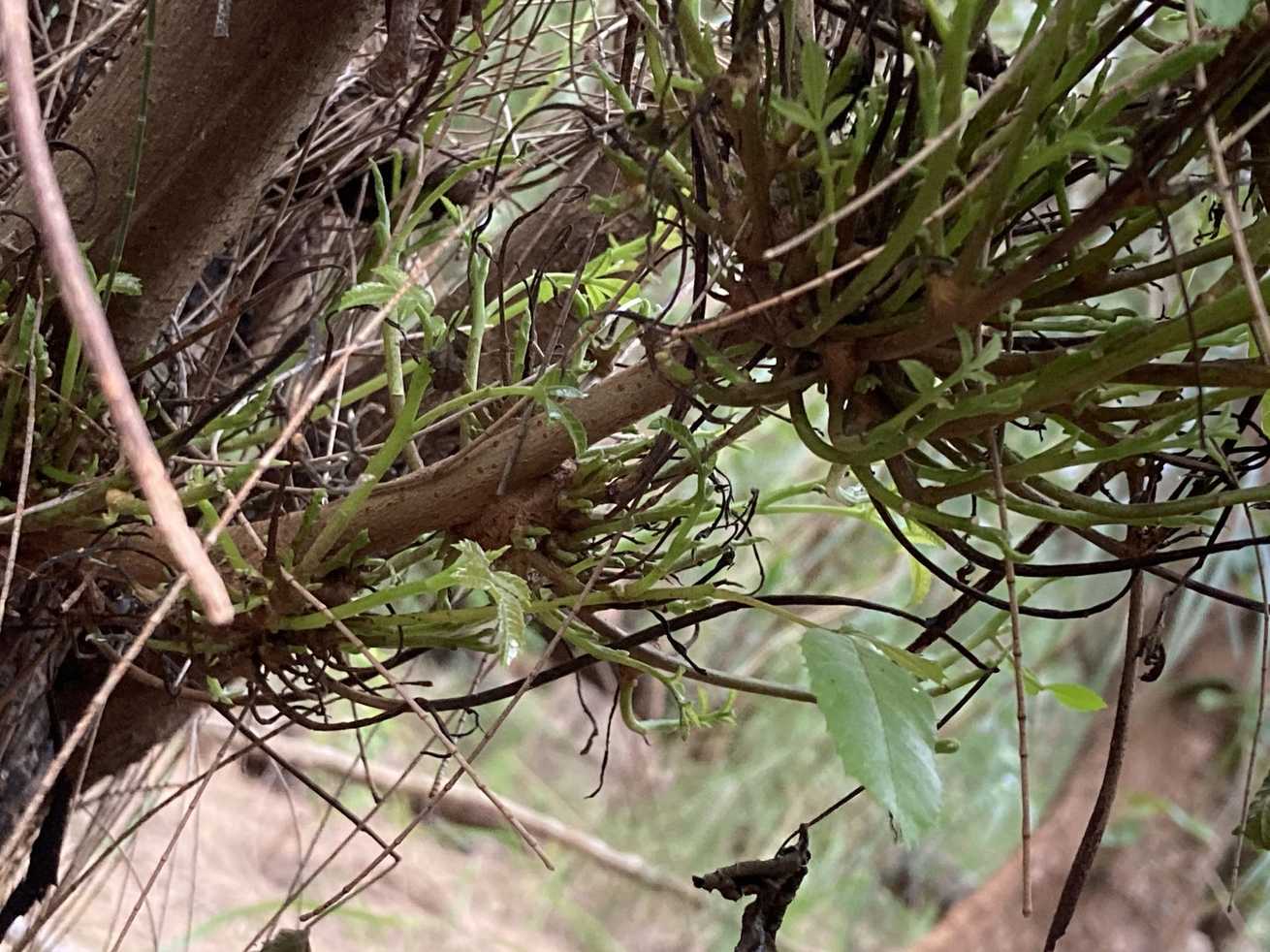 Cophinforma tumefaciens