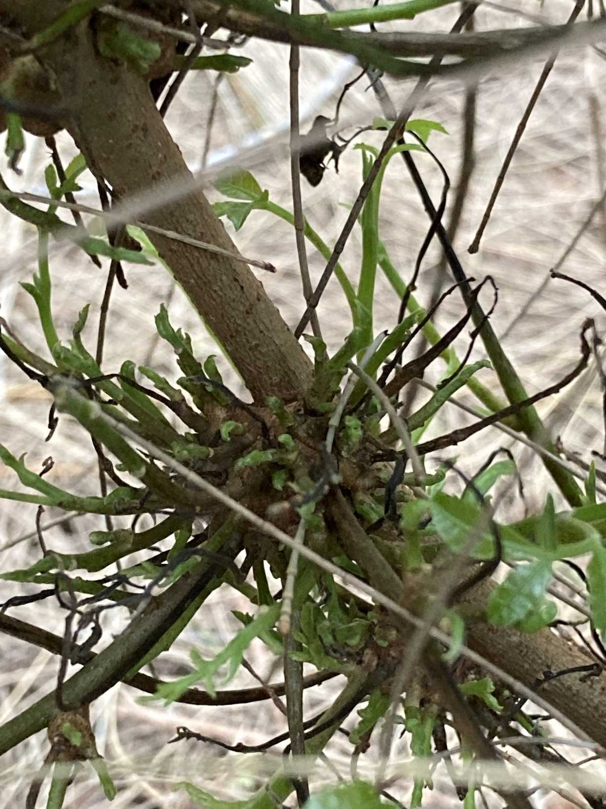 Cophinforma tumefaciens