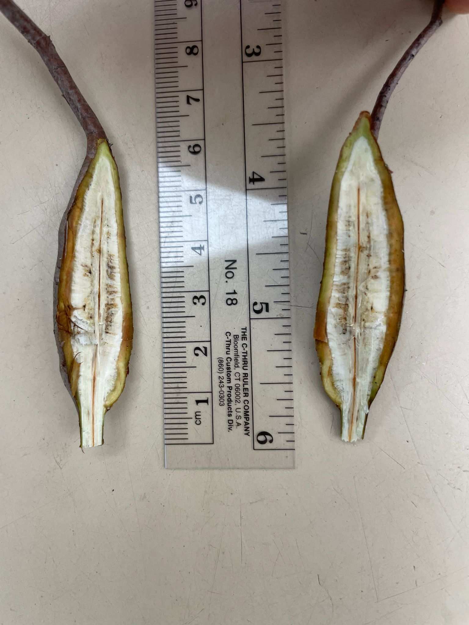 Cophinforma tumefaciens