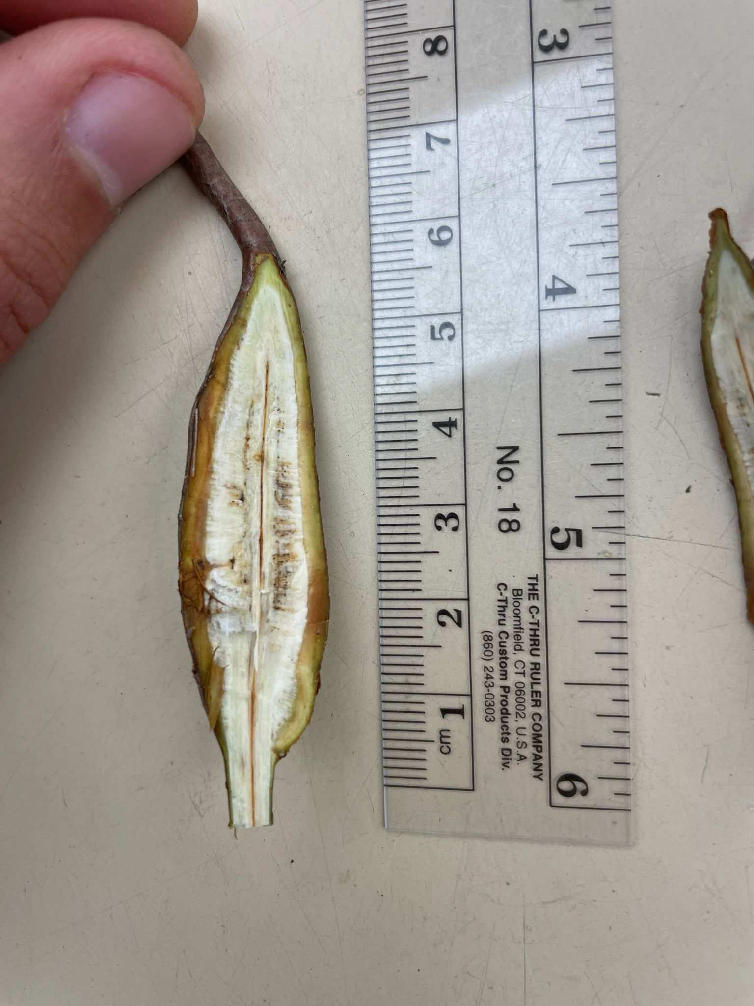 Cophinforma tumefaciens