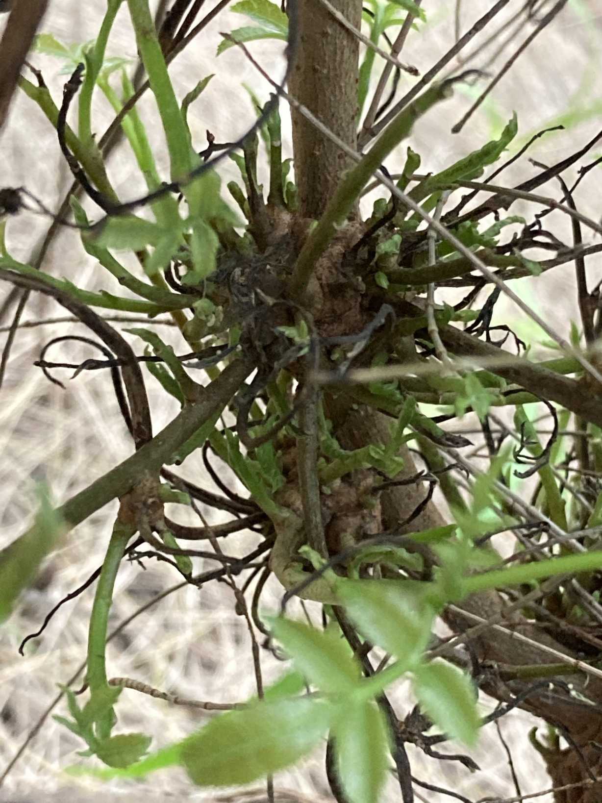 Cophinforma tumefaciens