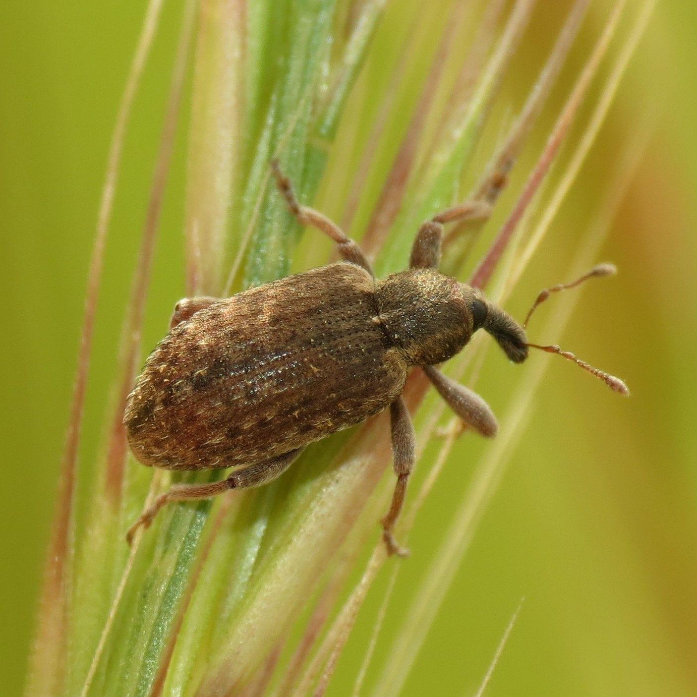 Hypera brunneipennis