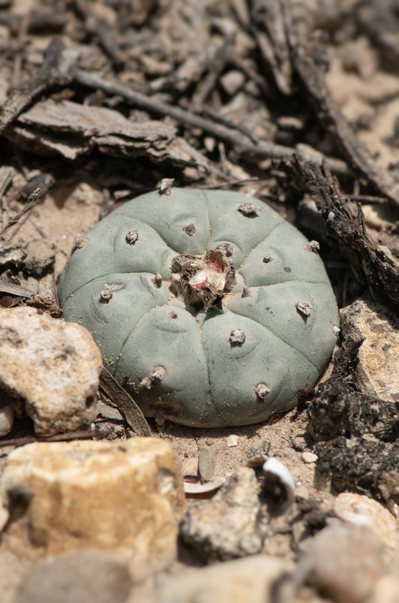 Lophophora