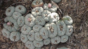 Lophophora