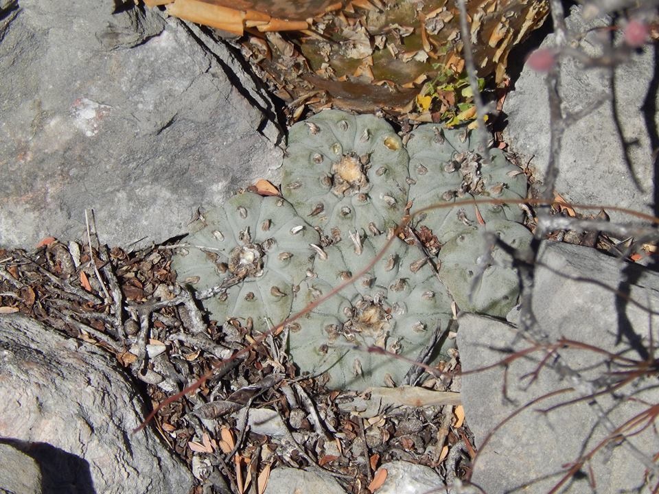 Lophophora
