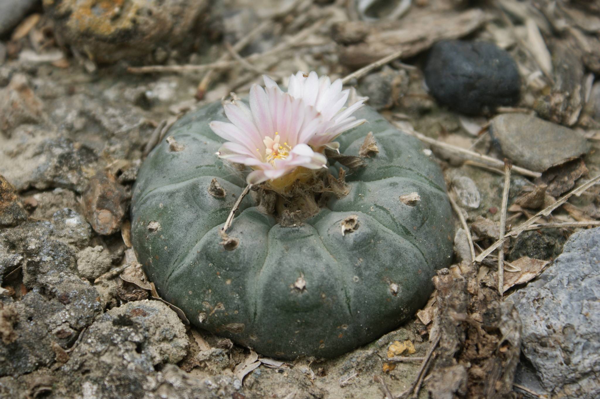 Lophophora
