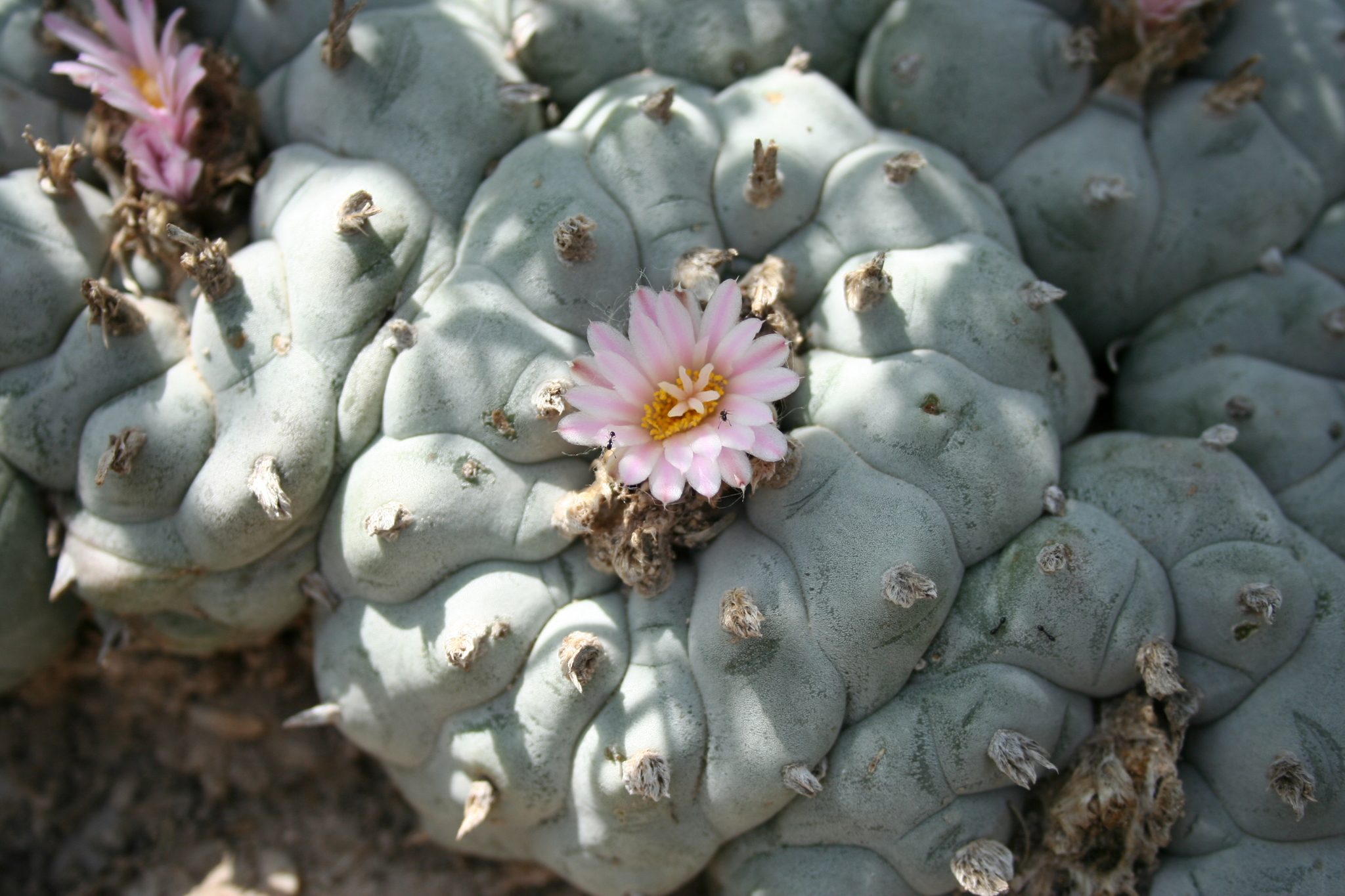 Lophophora