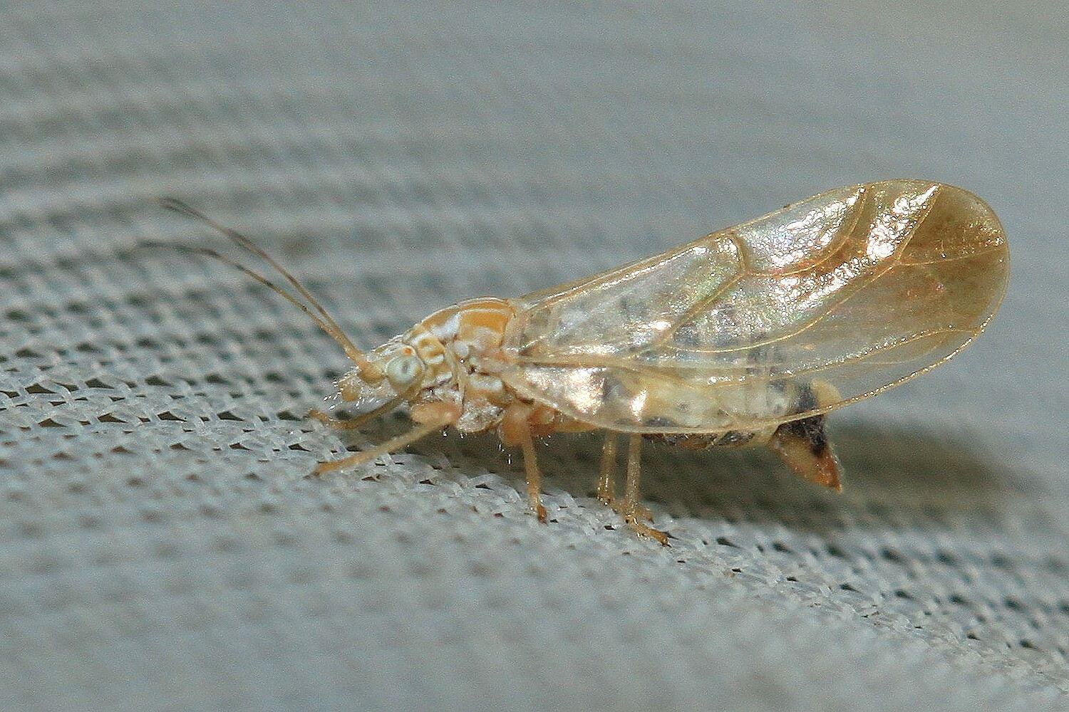 Livilla
