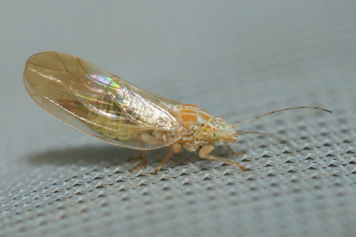 Livilla