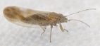 Livilla