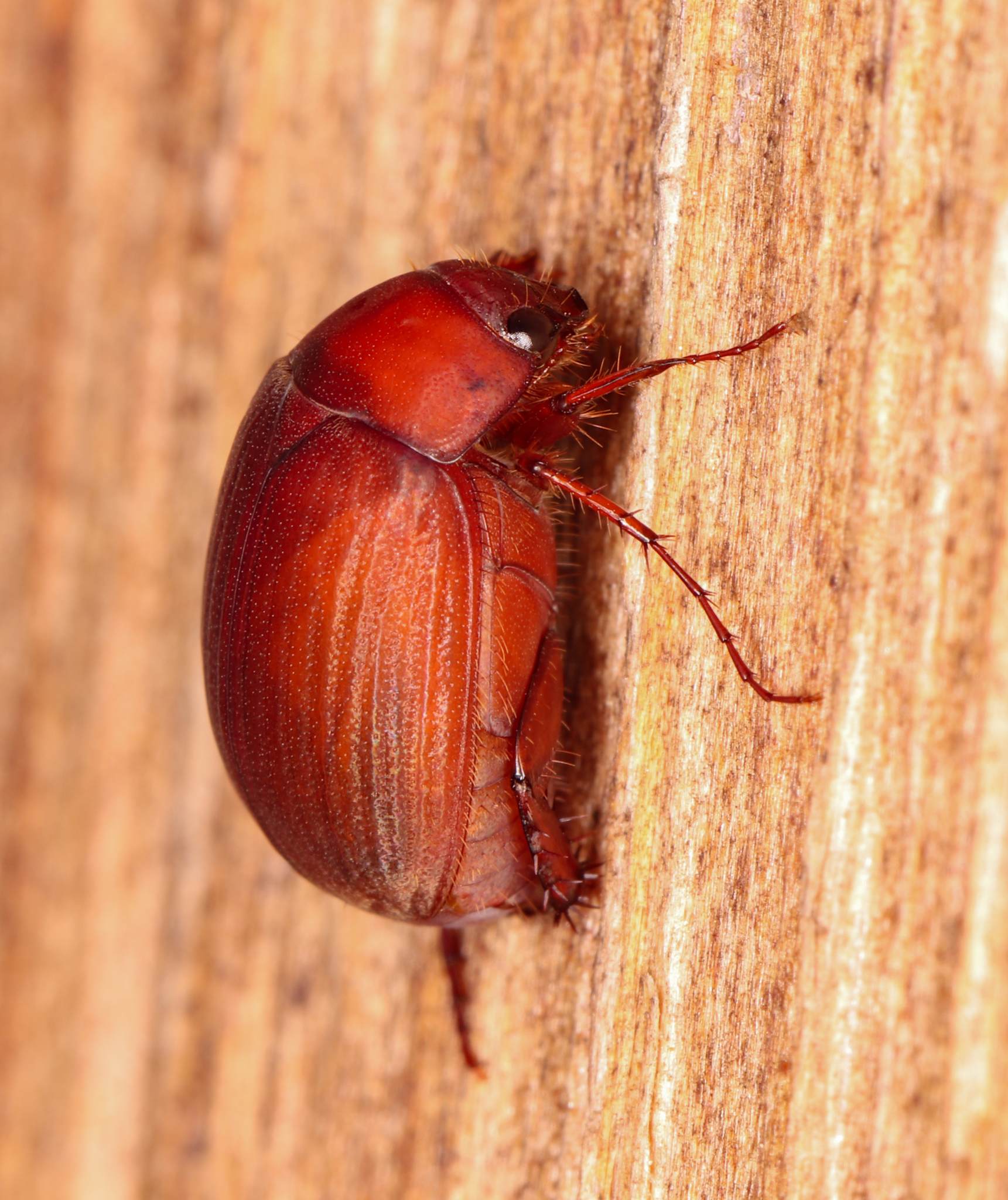 Maladera castanea
