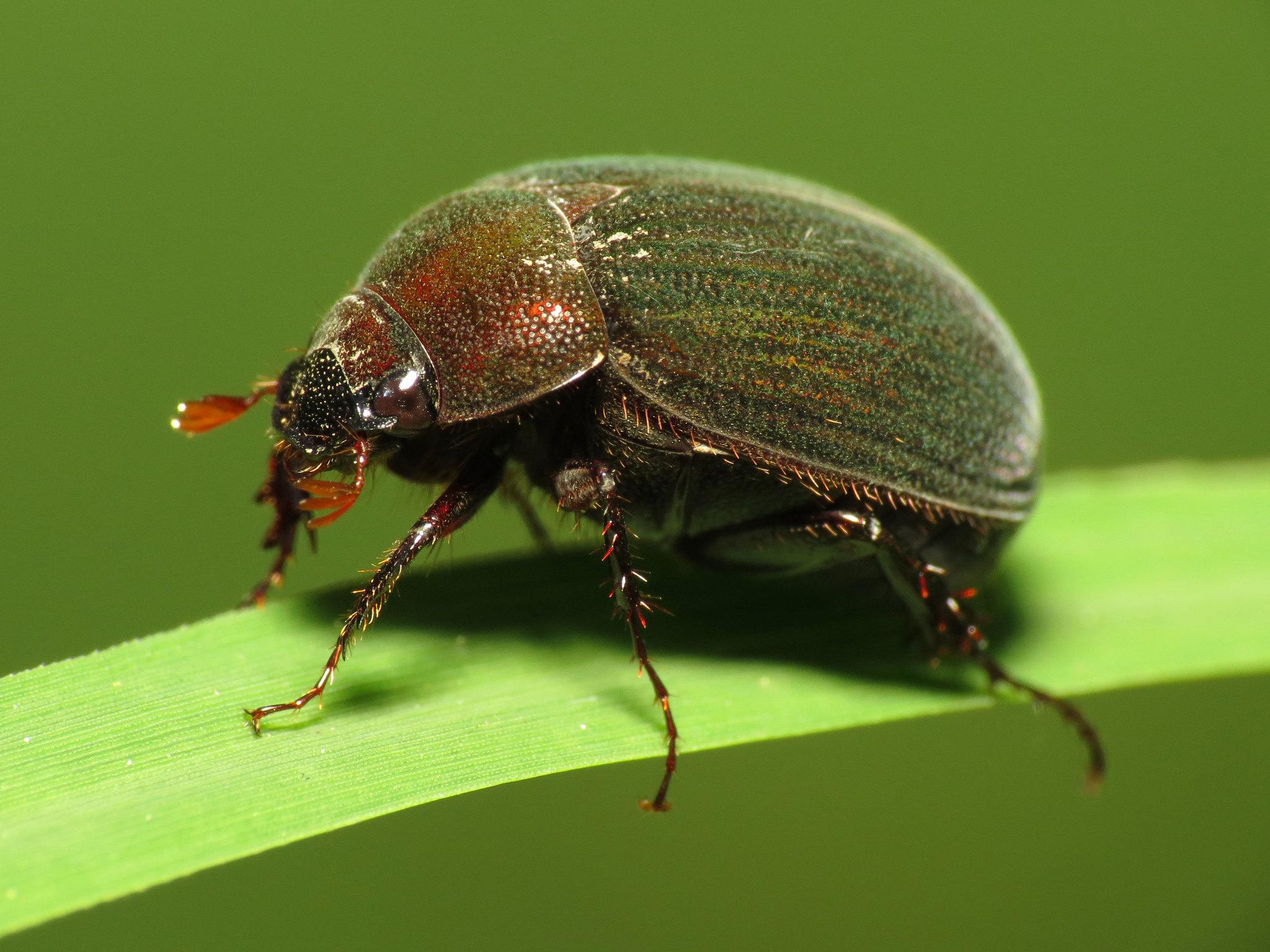 Maladera castanea