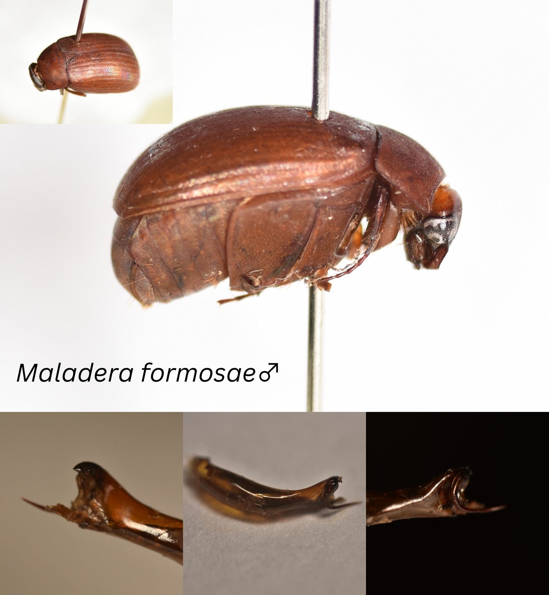 Maladera castanea