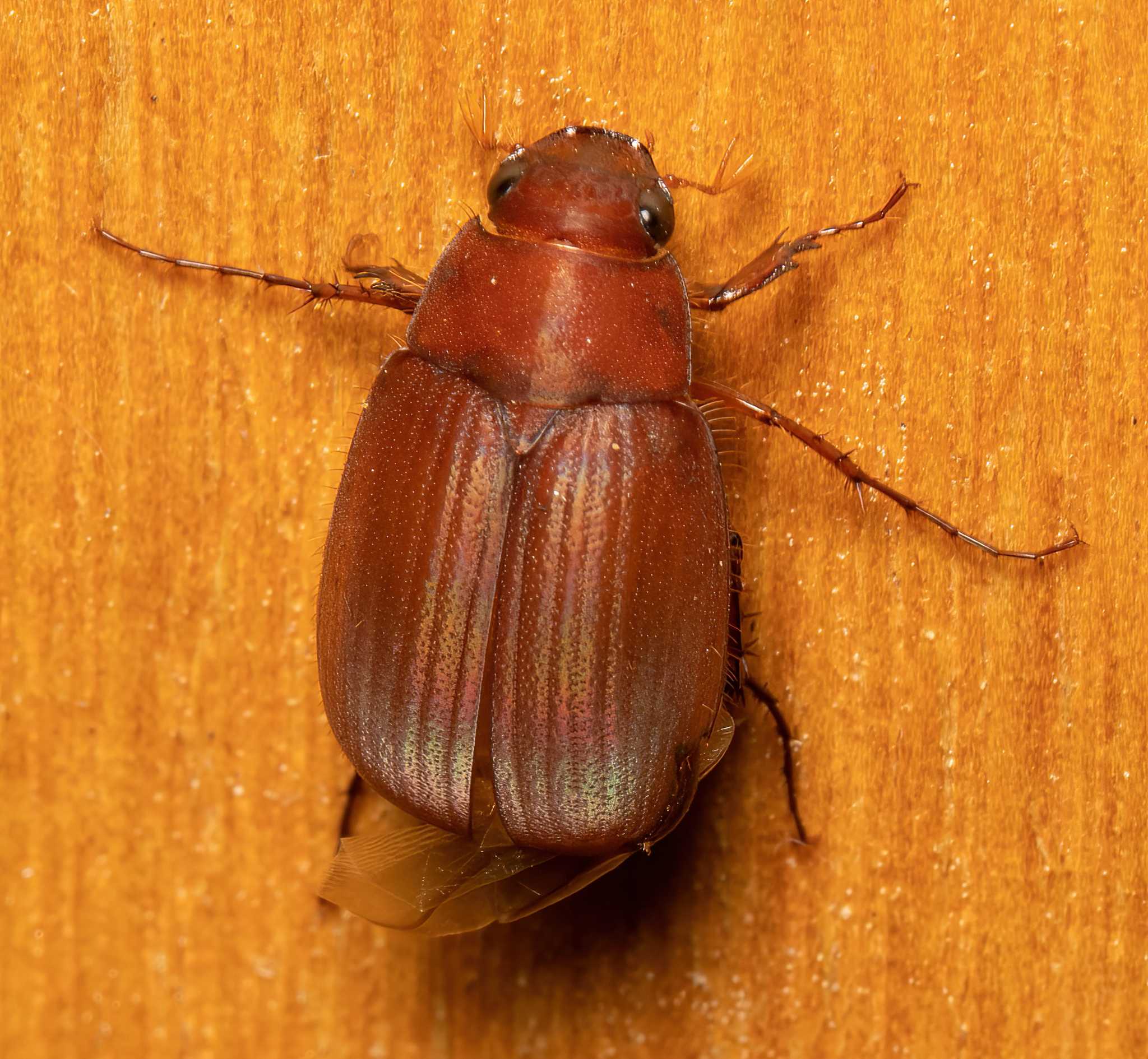 Maladera castanea