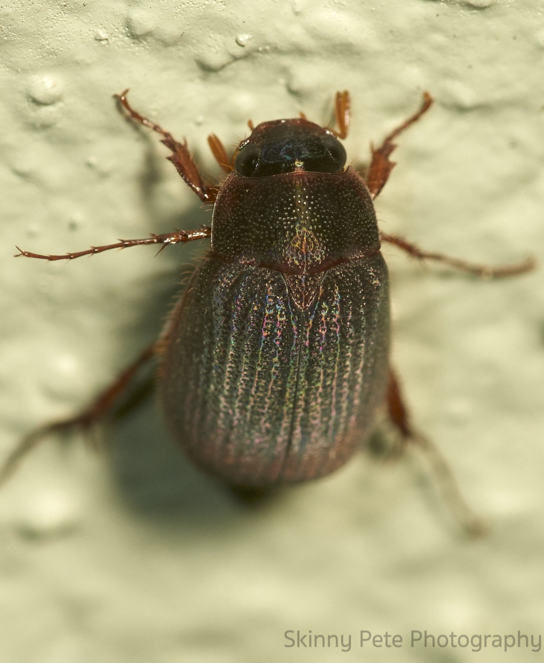 Maladera castanea