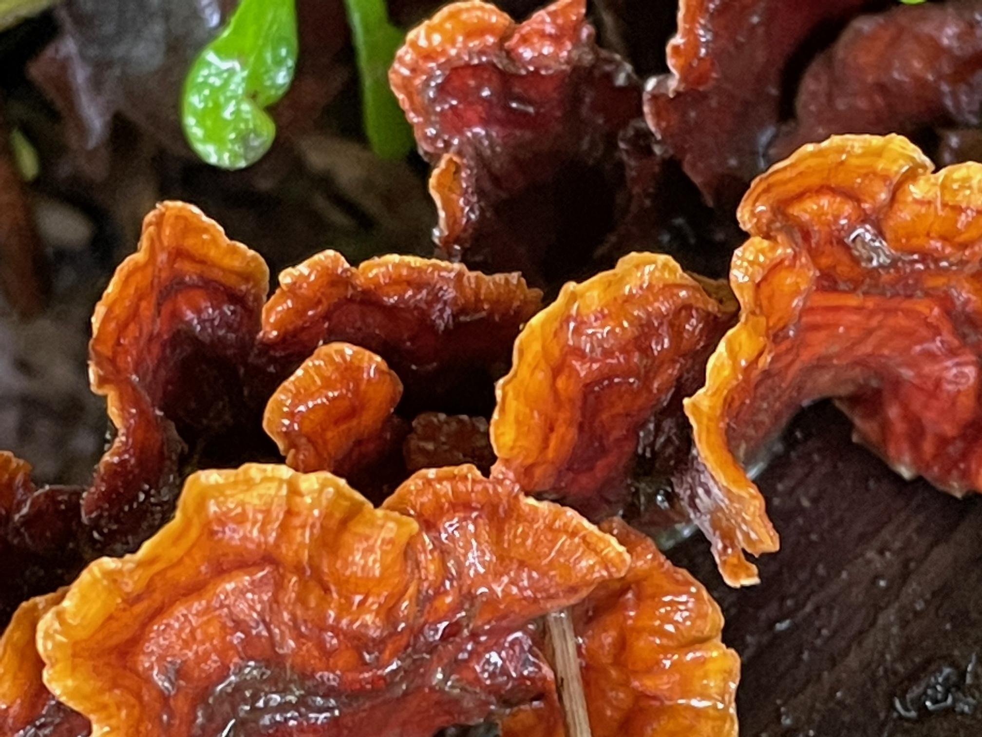 Stereum hirsutum