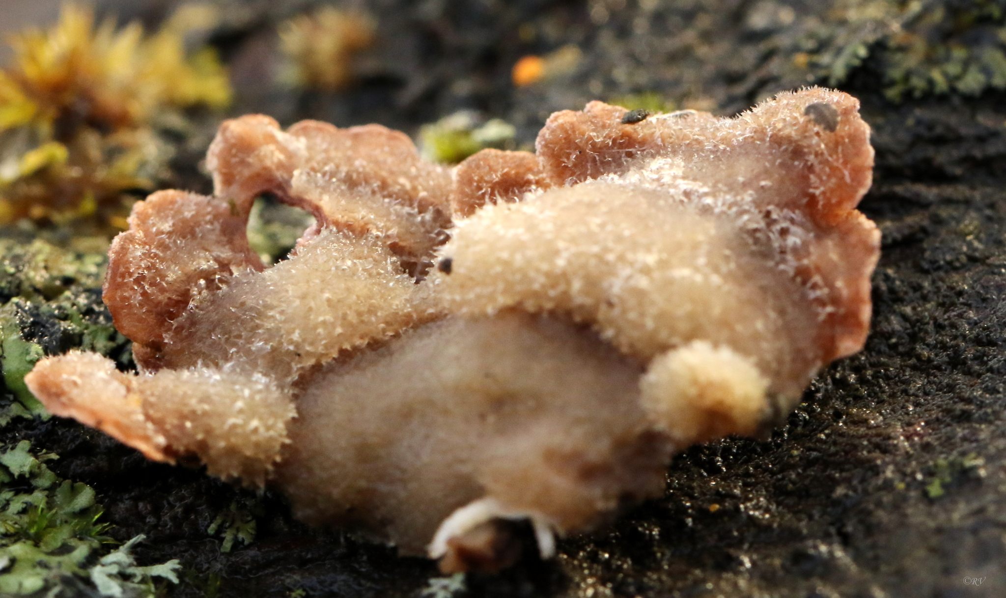 Stereum hirsutum