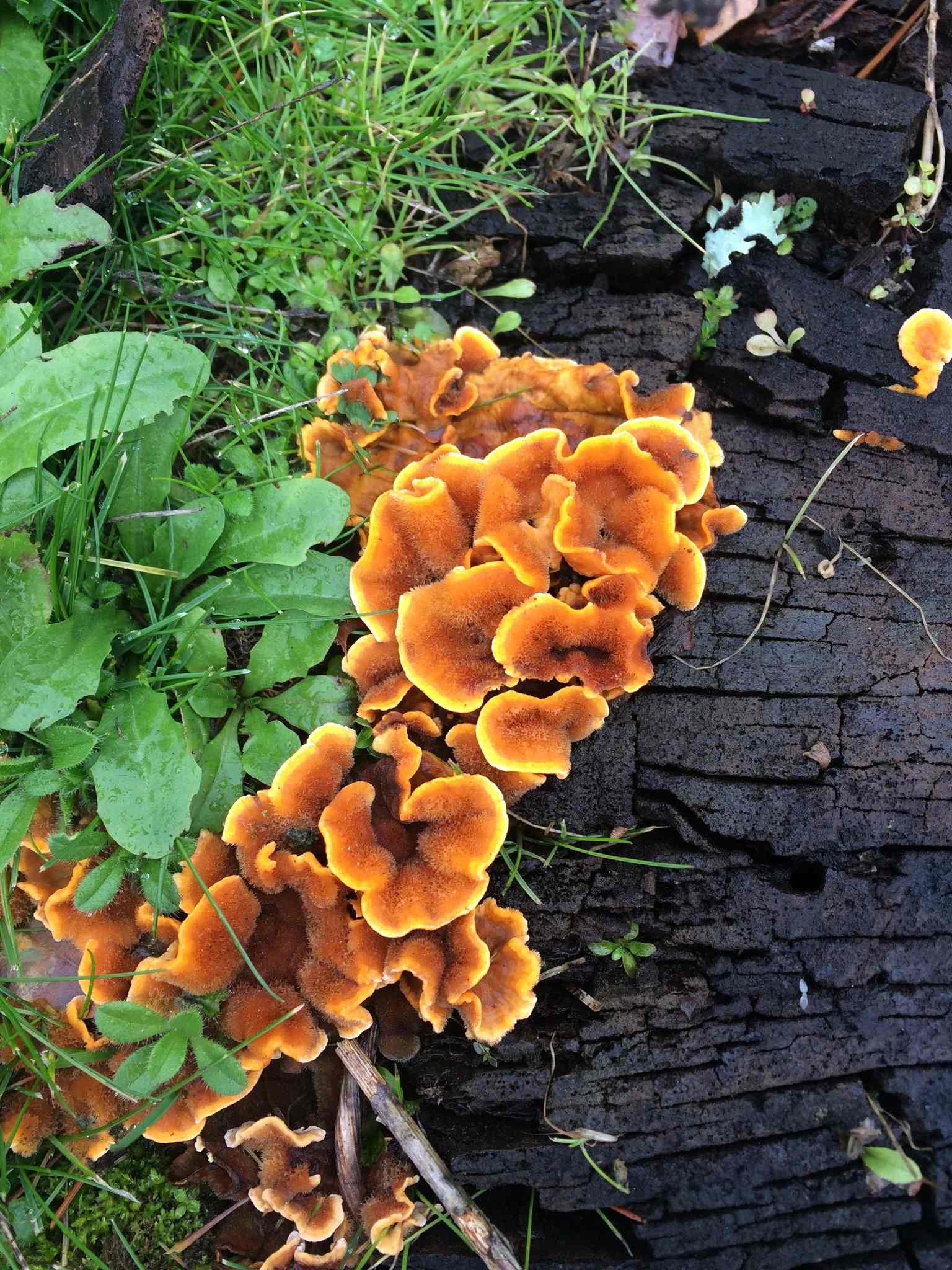 Stereum hirsutum