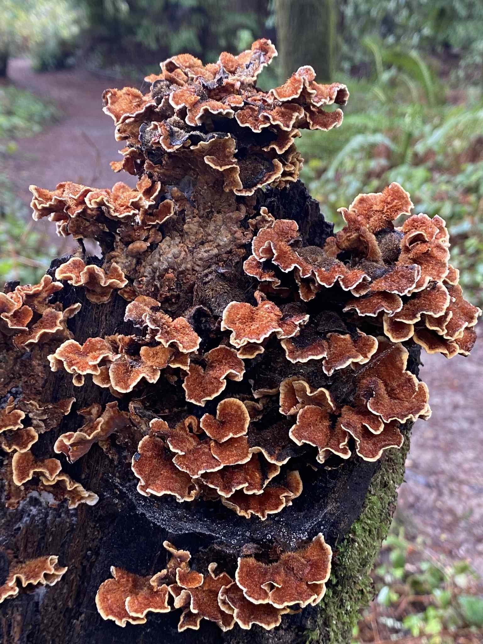 Stereum hirsutum