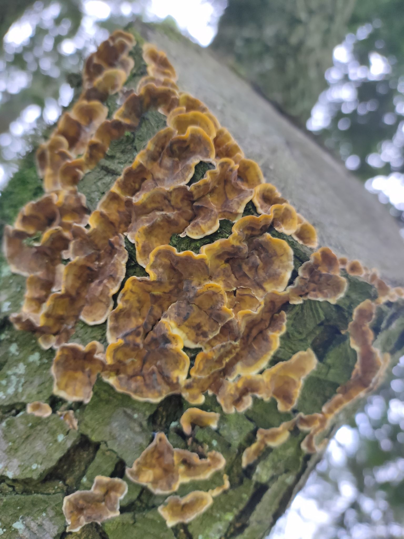 Stereum hirsutum