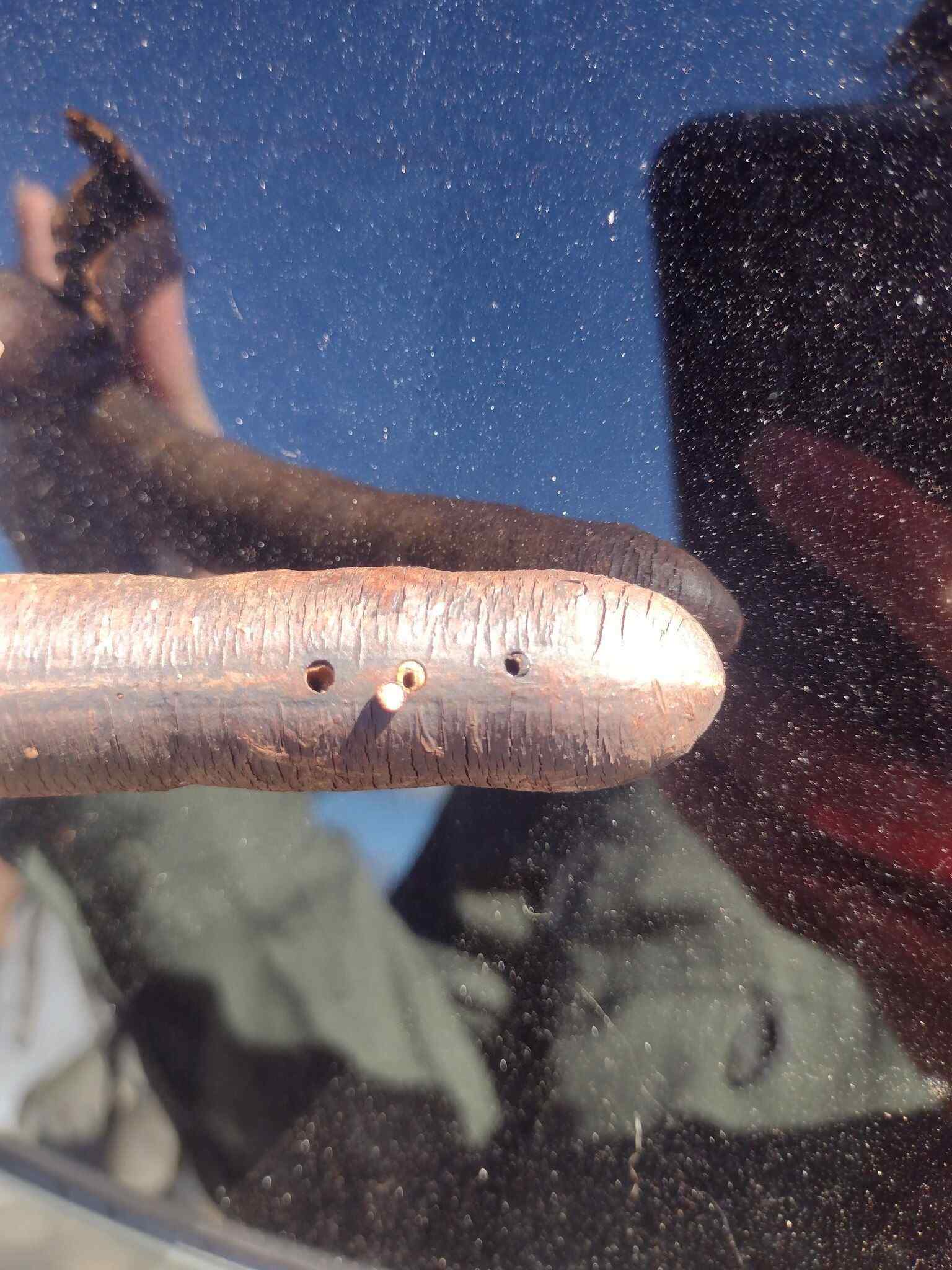 Trachylepidia