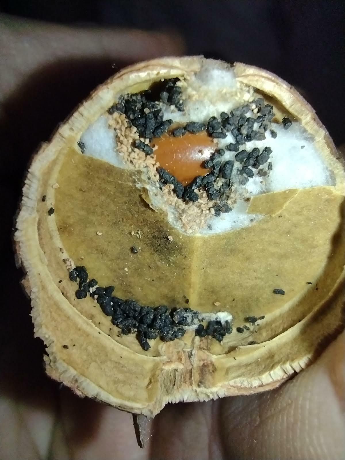 Trachylepidia
