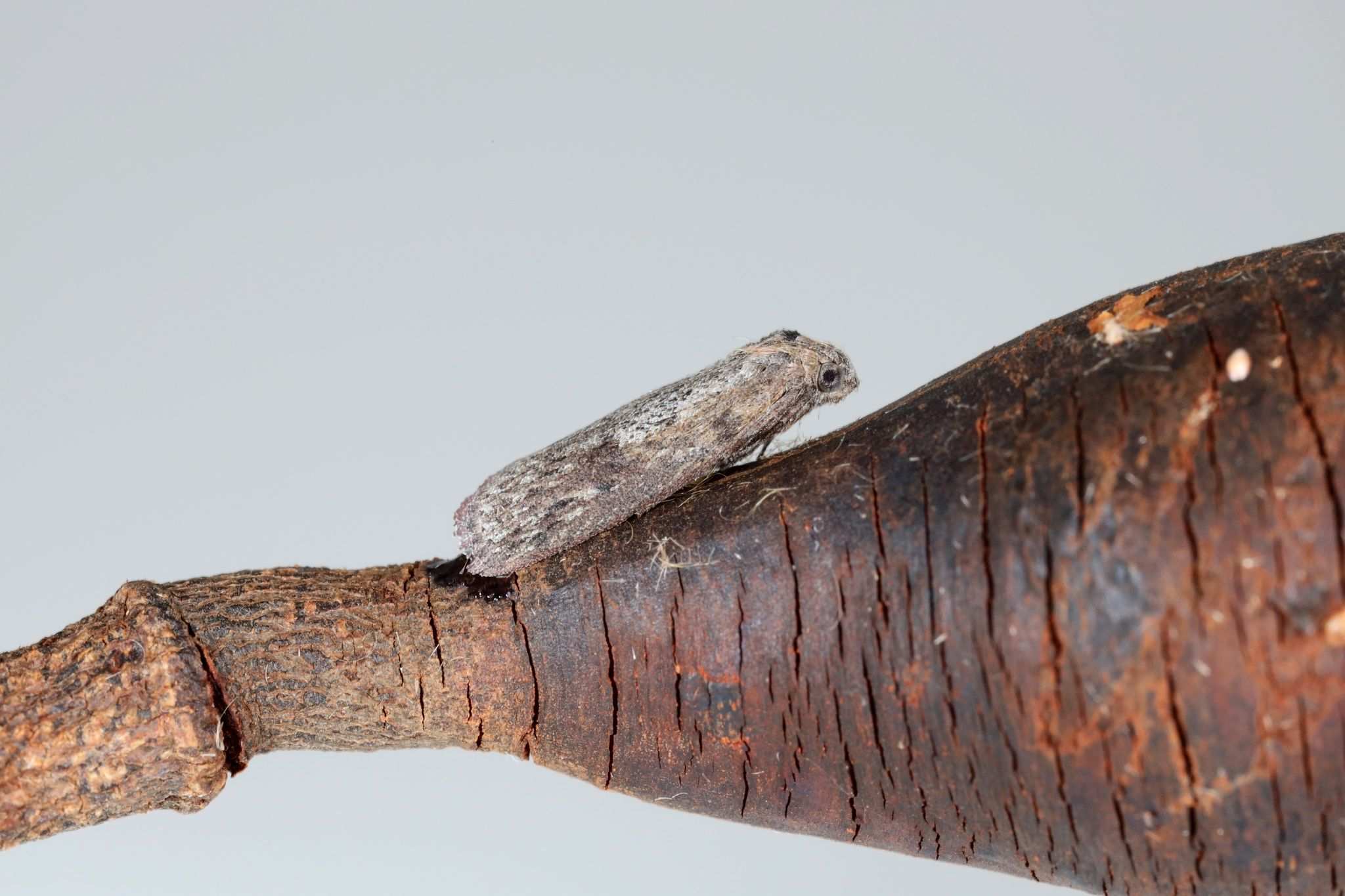 Trachylepidia