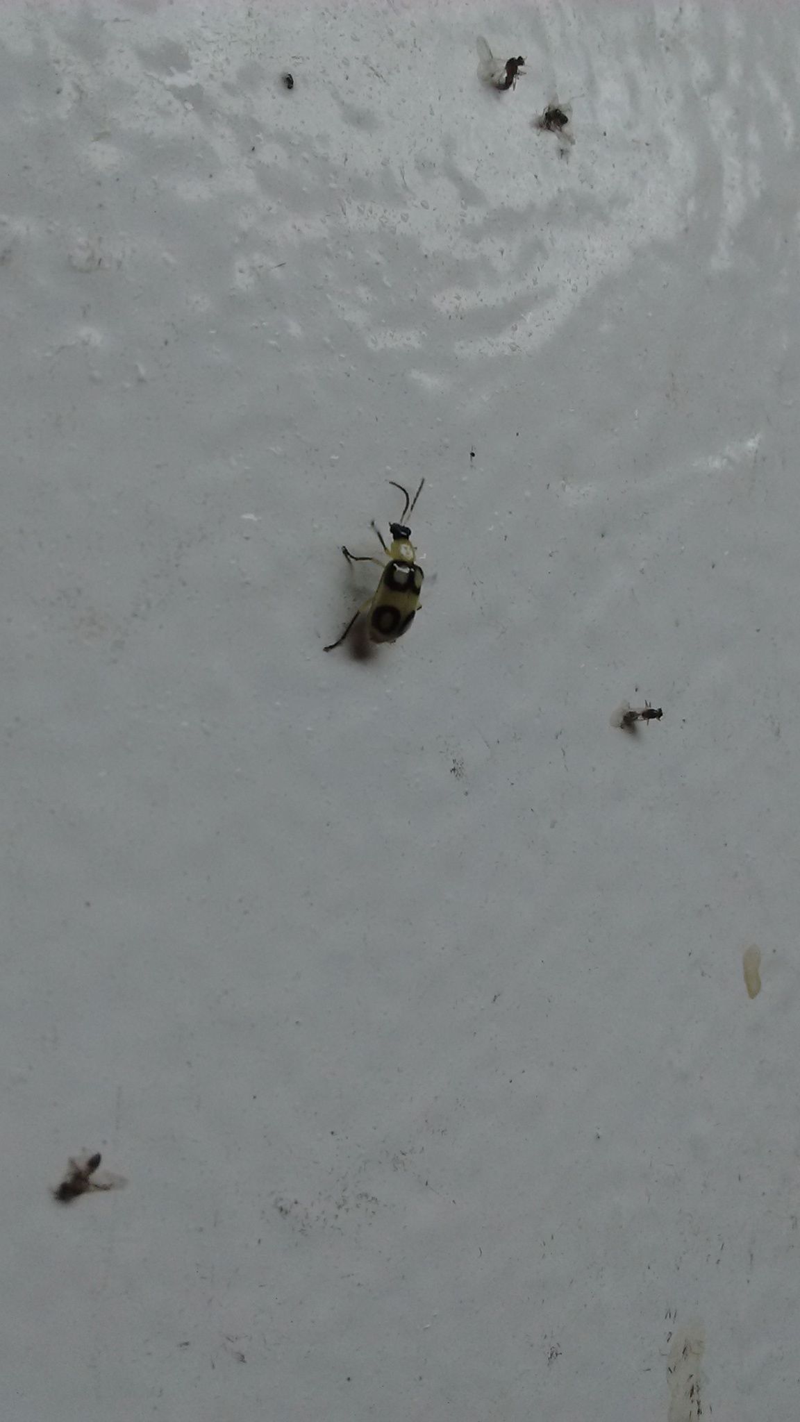 Diabrotica biannularis
