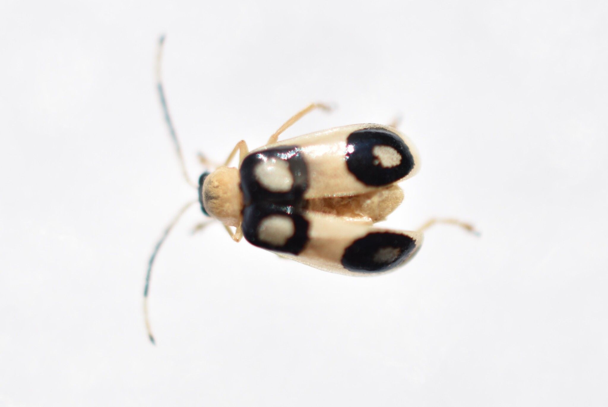Diabrotica biannularis