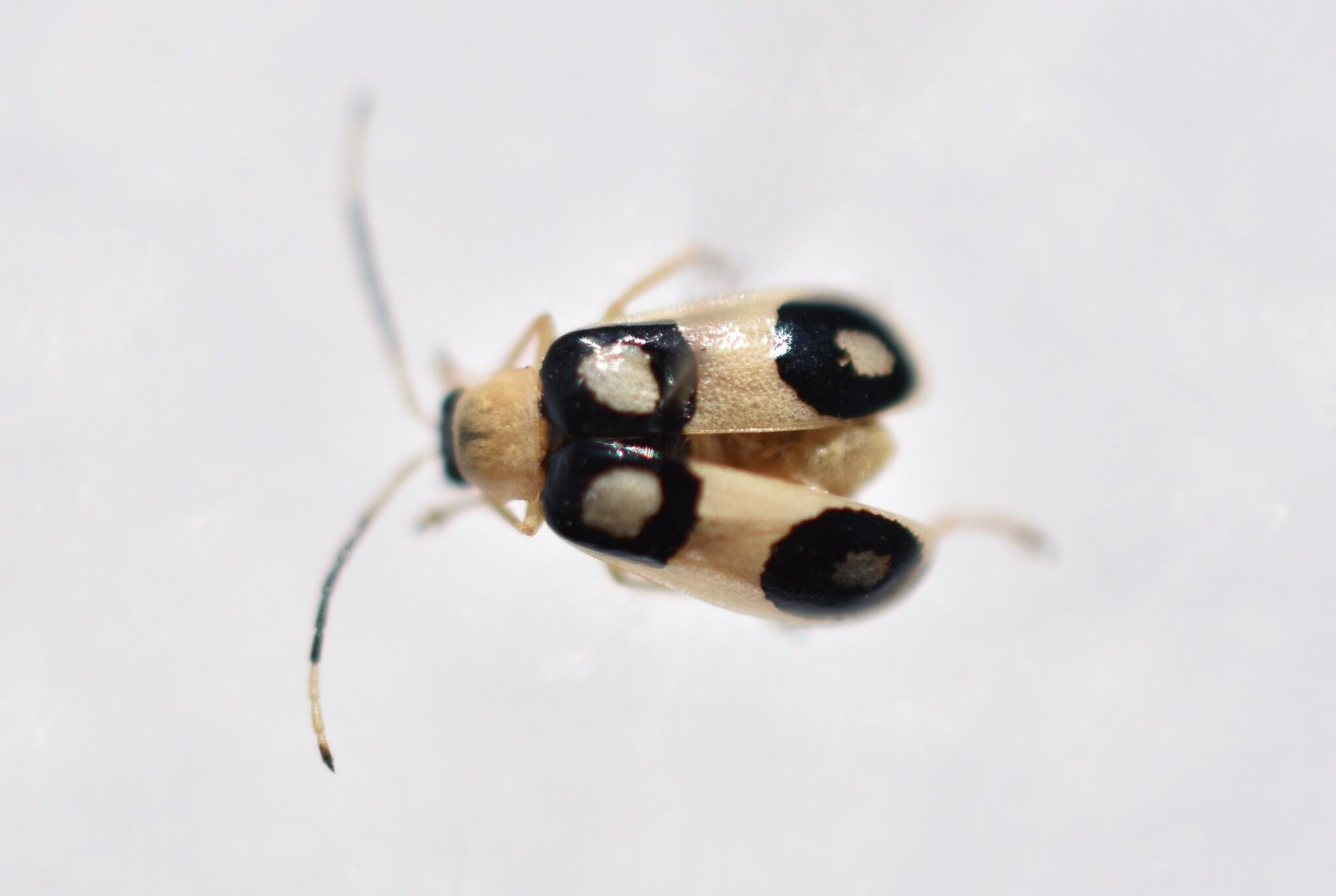 Diabrotica biannularis