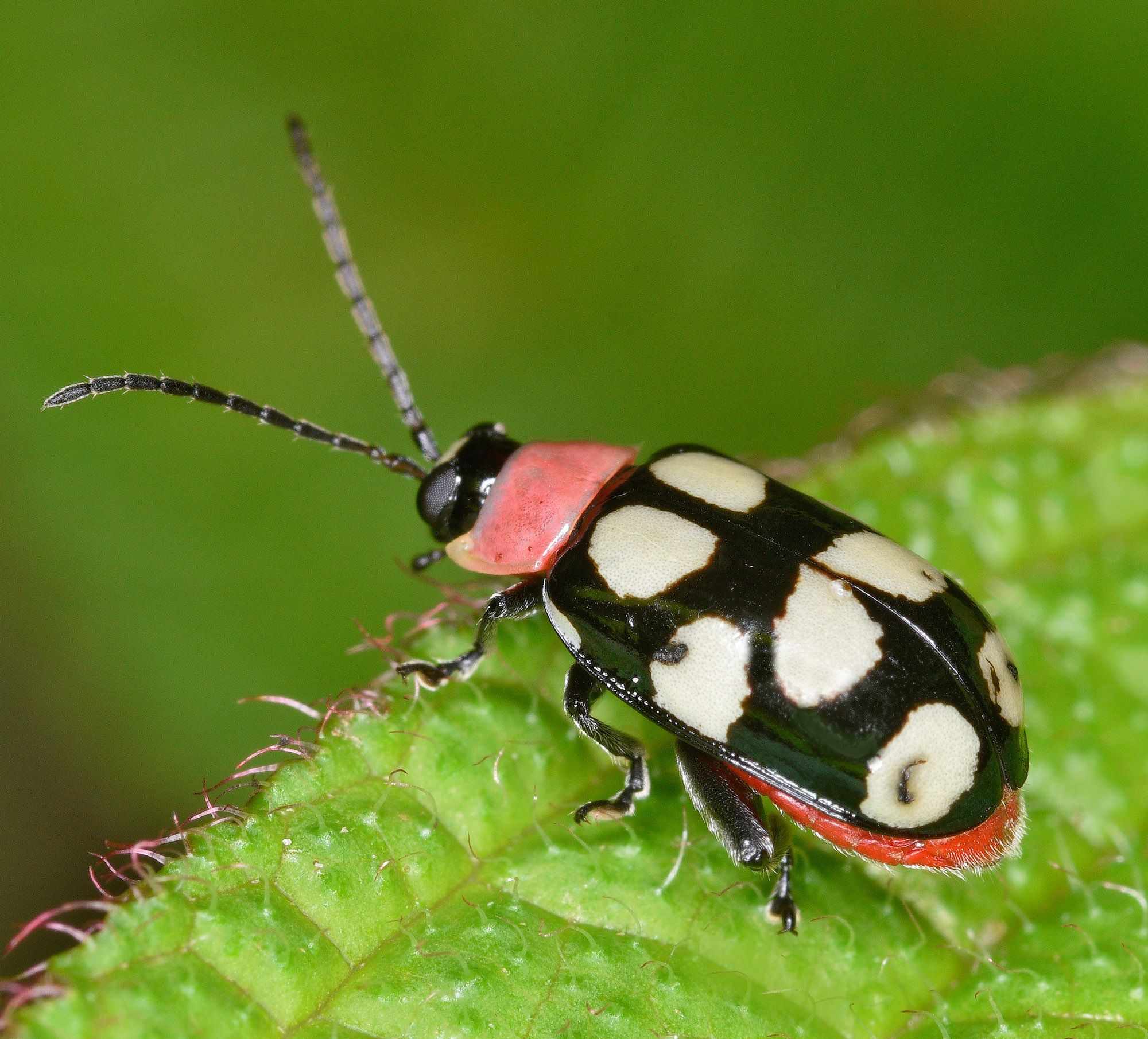 Omophoita aequinoctialis