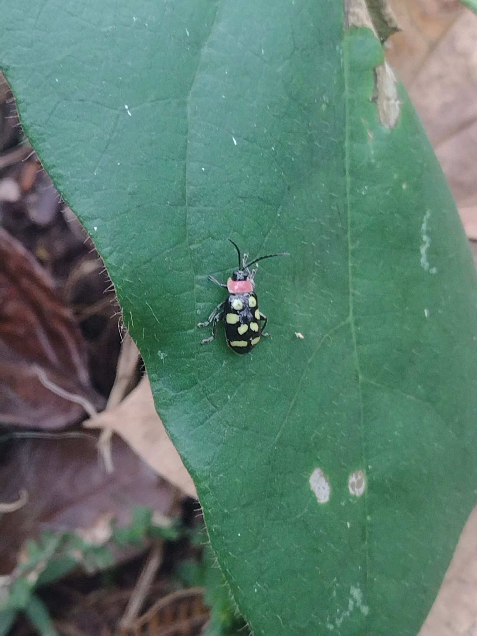 Omophoita aequinoctialis