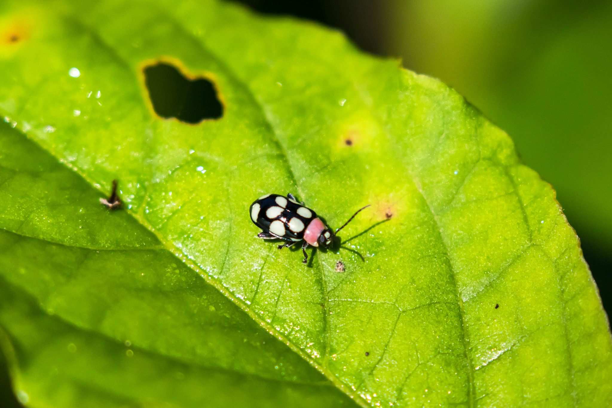 Omophoita aequinoctialis