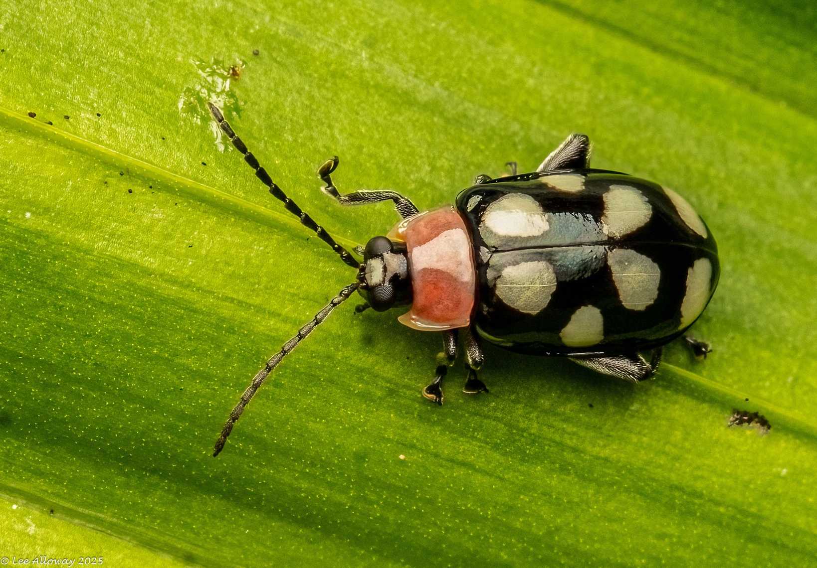 Omophoita aequinoctialis