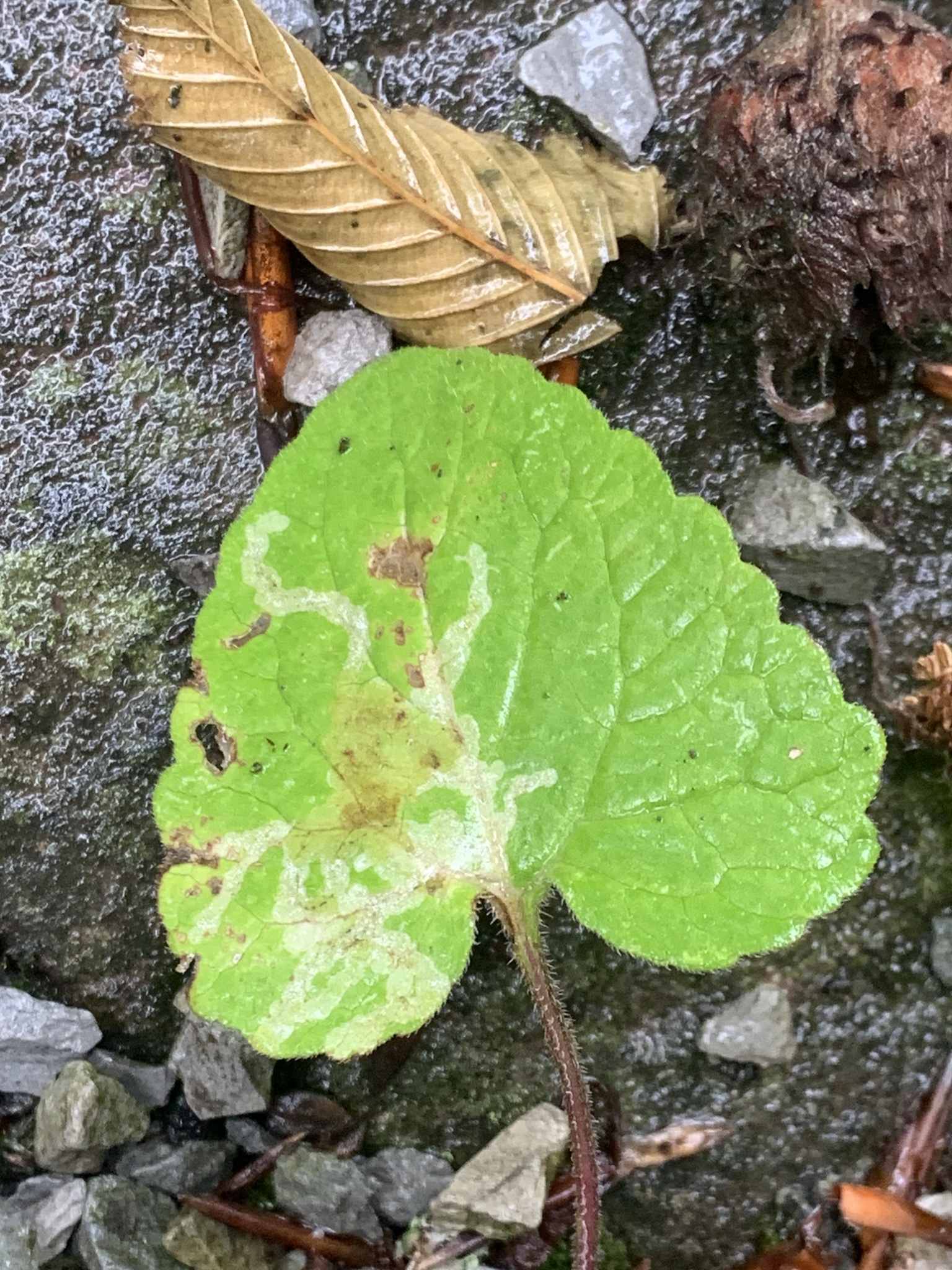 Ophiomyia simplex