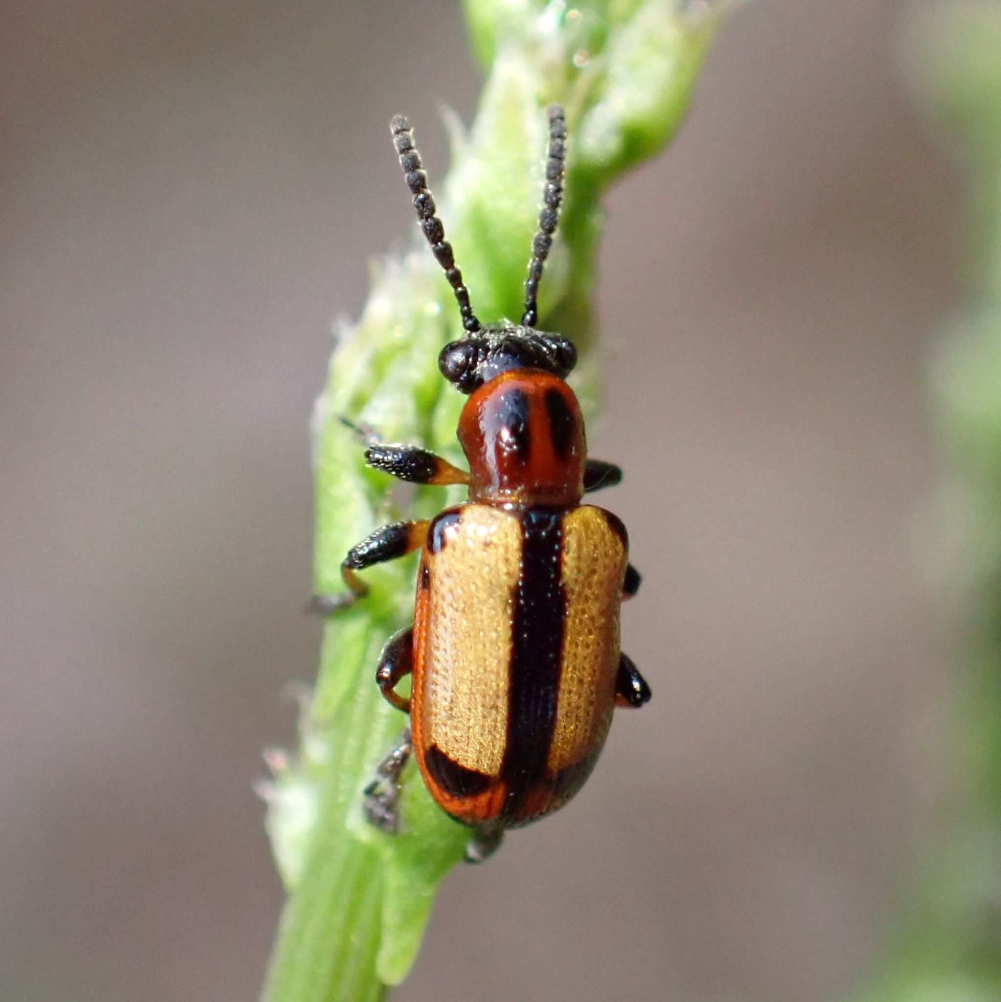 Crioceris paracenthesis
