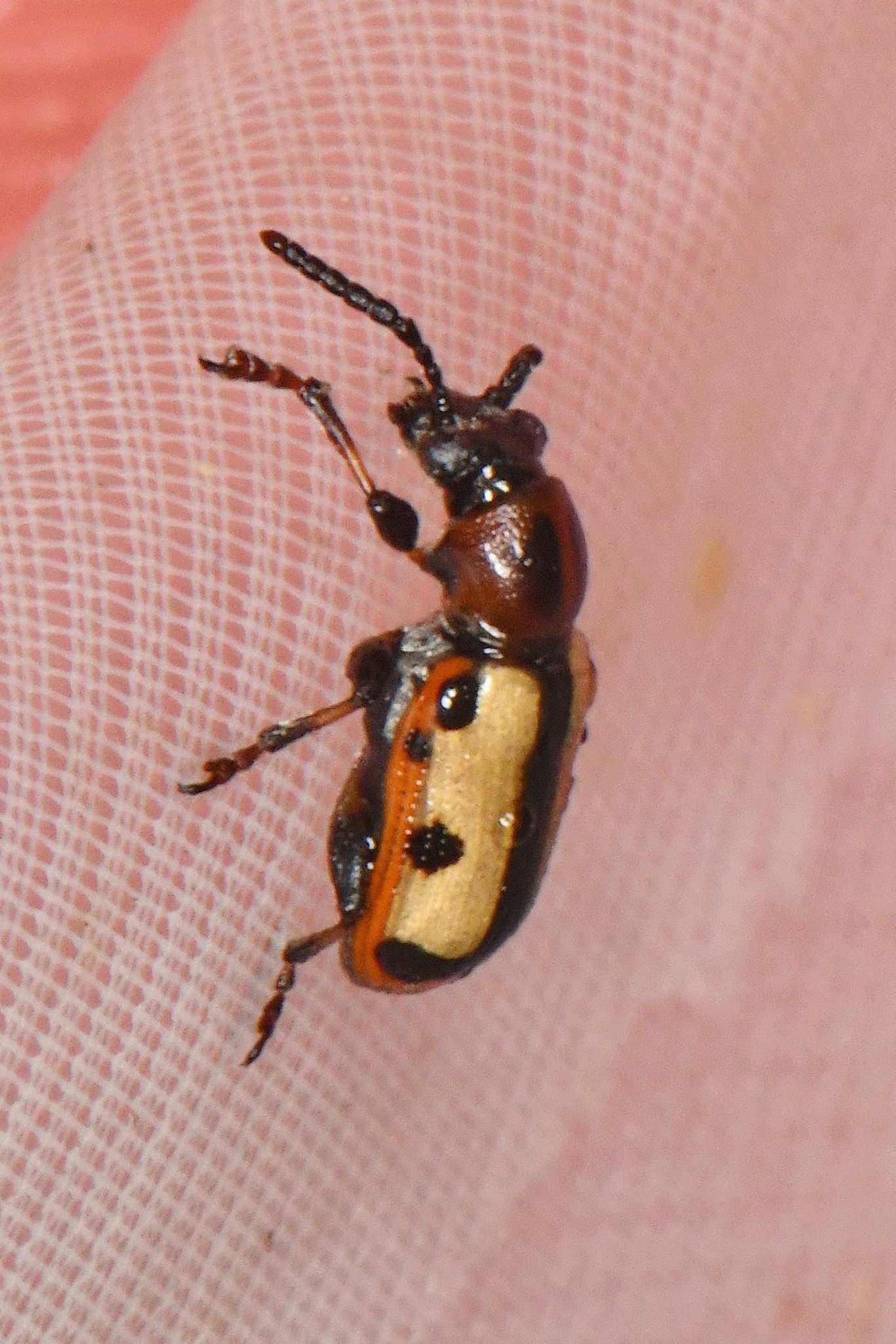 Crioceris paracenthesis