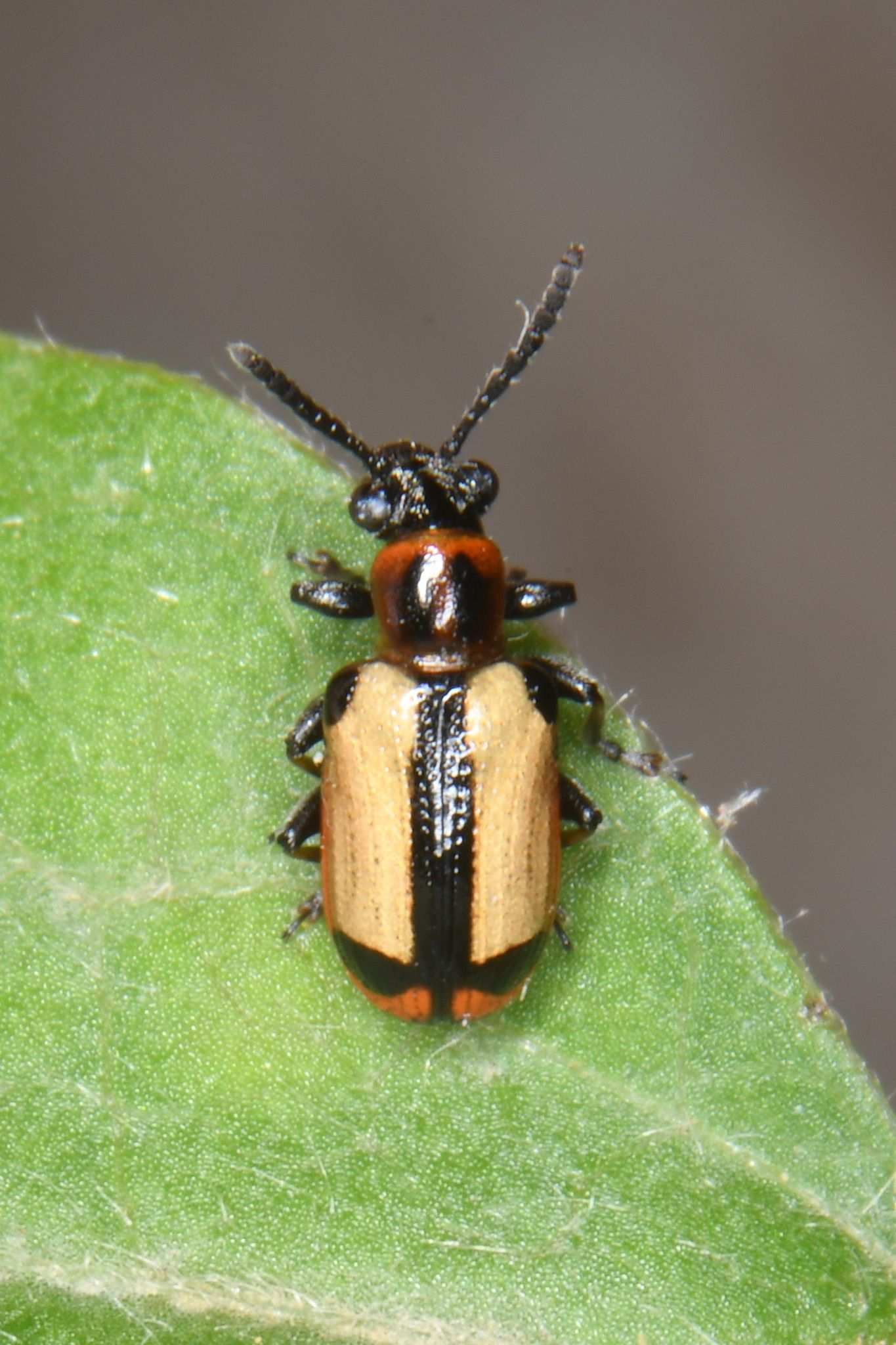 Crioceris paracenthesis