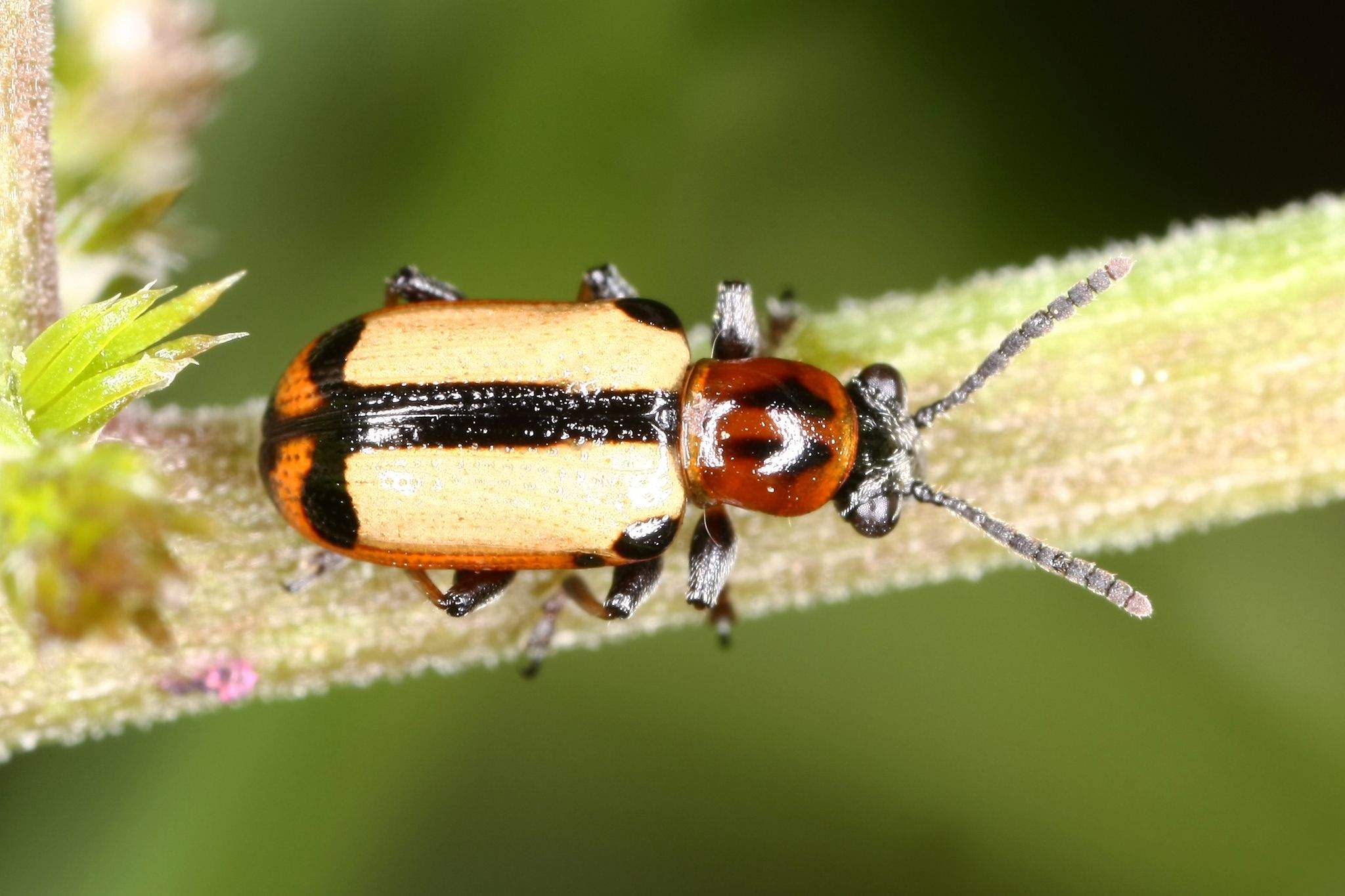 Crioceris paracenthesis
