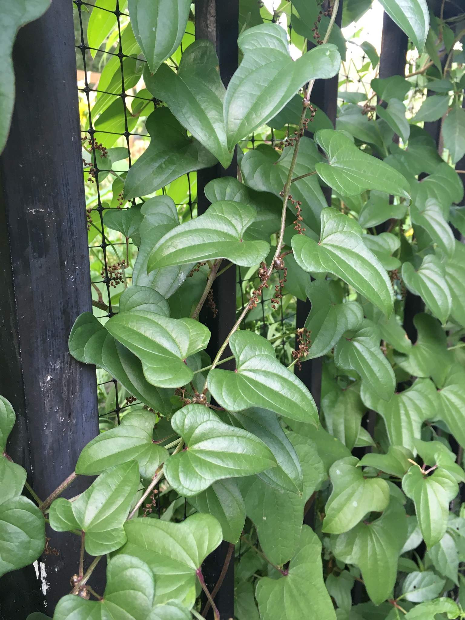 Dioscorea polystachya