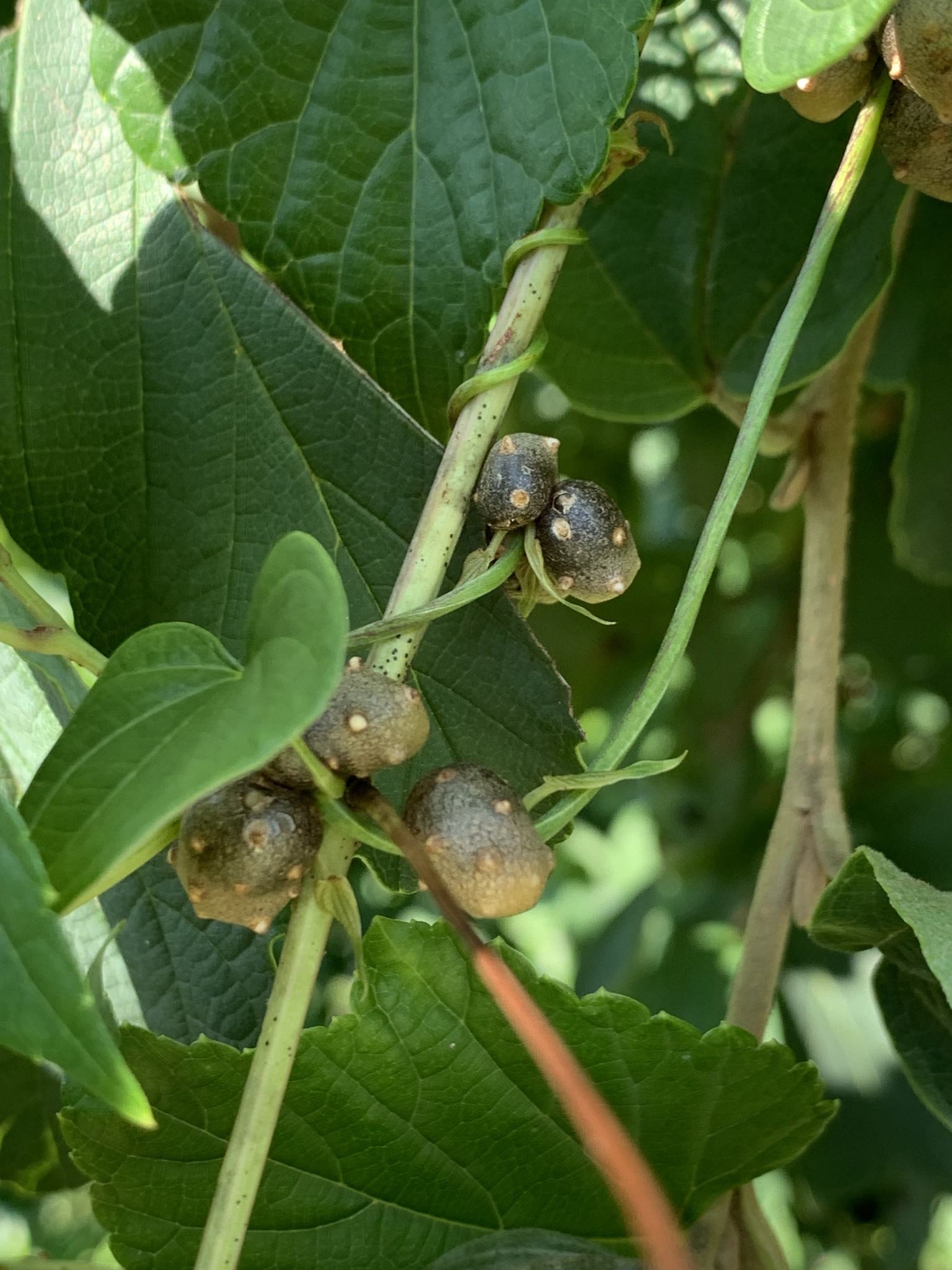 Dioscorea polystachya